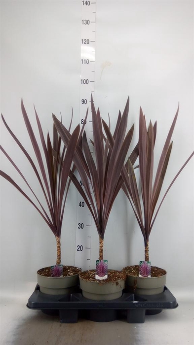 <h4>Cordyline austr. 'Red Star'</h4>