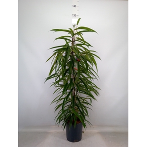 Ficus binn. 'Alii'