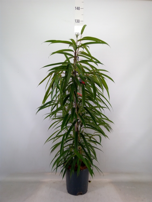 <h4>Ficus binn. 'Alii'</h4>