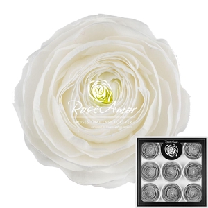 Ranunculus Whi01