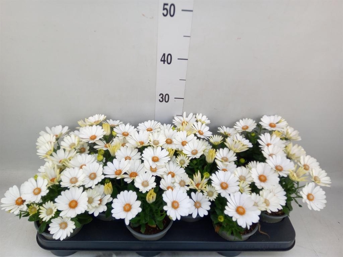 <h4>Osteospermum 'Margarita Cream'</h4>