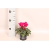 Cyclamen Super Serie Purple