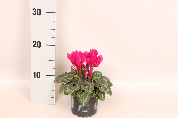 Cyclamen Super Serie Purple