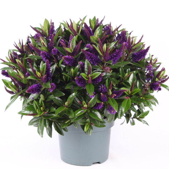 <h4>Hebe Donna Purple P23 Addenda®</h4>