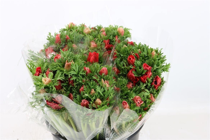 <h4>Anem Marianne Red</h4>