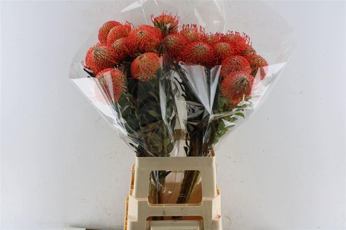 <h4>LEUCO CO SUCCESSION</h4>