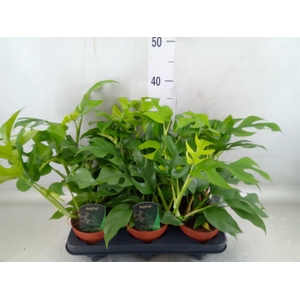 Rhaphidophora tetrasperma