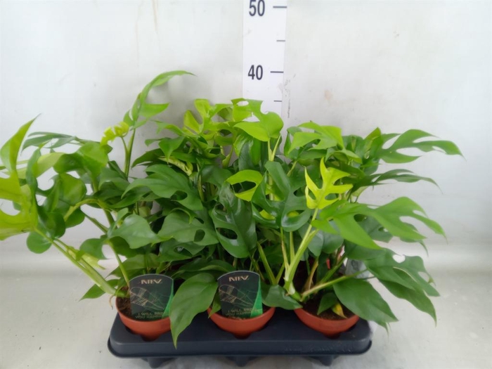 <h4>Rhaphidophora tetrasperma</h4>