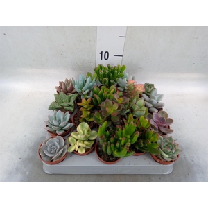 Succulents   ...