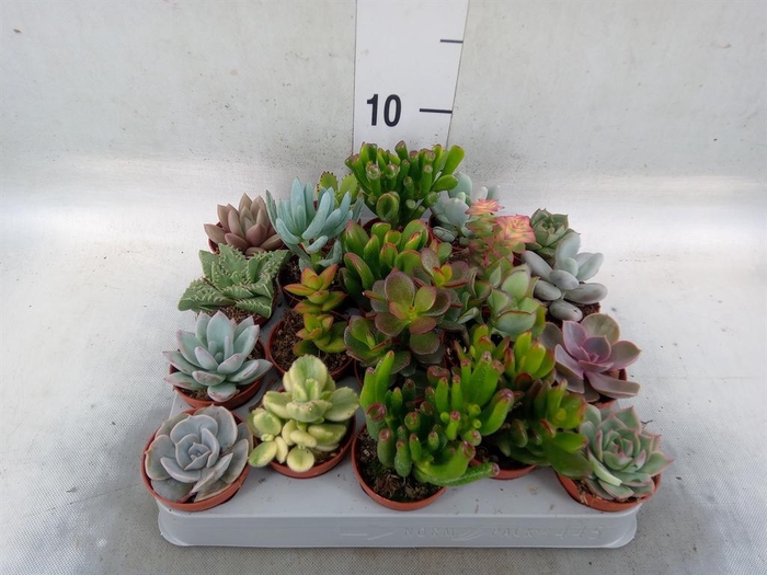 <h4>Succulents   ...</h4>