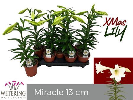 <h4>arr8 Lil Lo Miracle</h4>