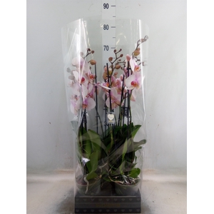 Phalaenopsis  'Anthura Madrid'