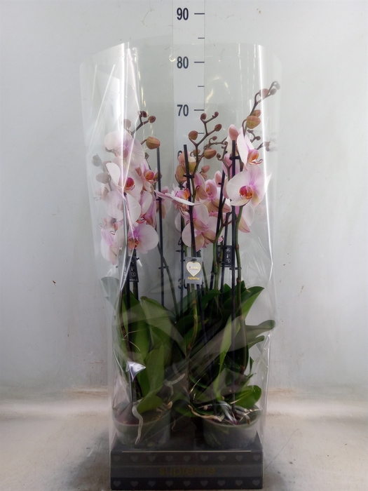 <h4>Phalaenopsis  'Anthura Madrid'</h4>