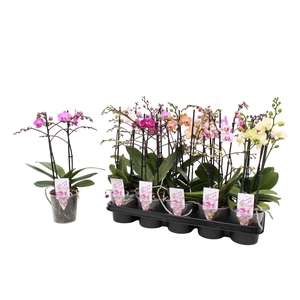 Phal. Multiflora 2-tak mix 30+ bloem