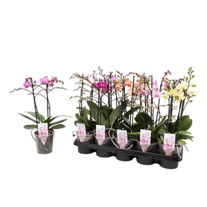 Phal. Multiflora 2-tak mix 30+ bloem