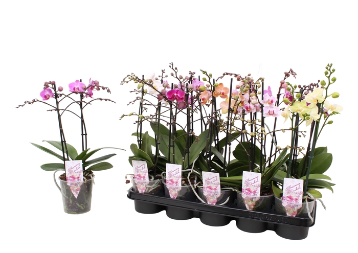 <h4>Phal. Multiflora 2-tak mix 30+ bloem</h4>