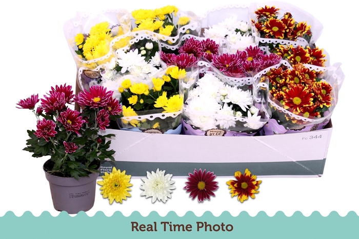 <h4>CHRYS GEM 4 KL</h4>