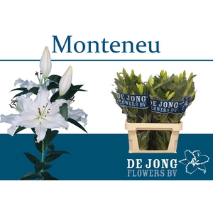 LI OR MONTENEU