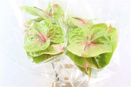 <h4>ANTH A PISTACHE</h4>