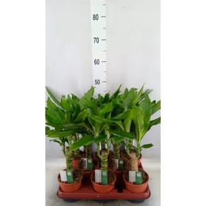 Dracaena frag. 'Steudneri'