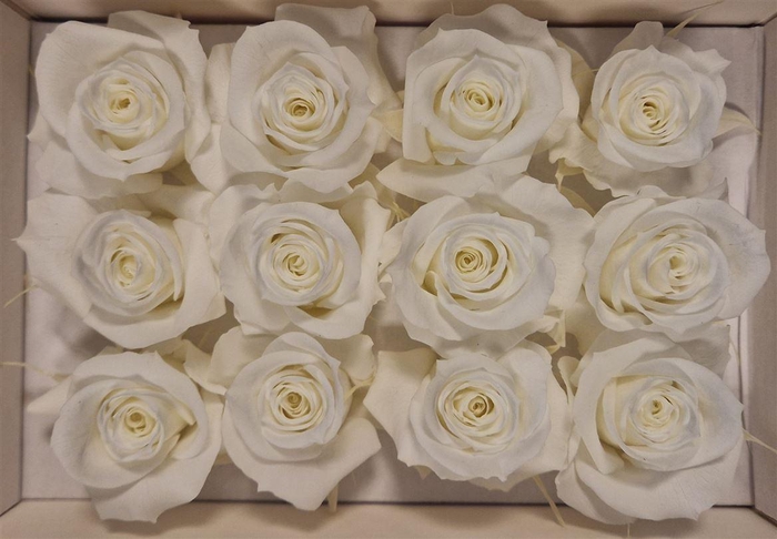 <h4>Ro Pres Mini Ivory</h4>