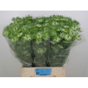 NIGE D GREEN DREAM