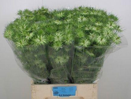 <h4>NIGE D GREEN DREAM</h4>