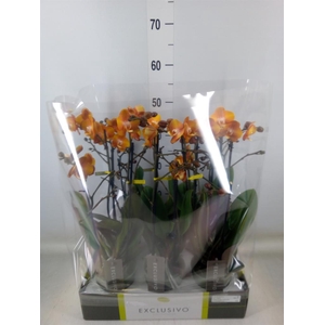 Phalaenopsis multi. 'Ant Las Vegas'