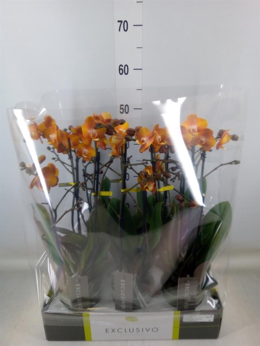 <h4>Phalaenopsis multi. 'Ant Las Vegas'</h4>