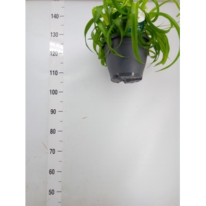 Chlorophytum com. 'Green Bonnie'