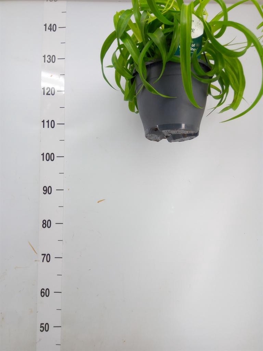 <h4>Chlorophytum com. 'Green Bonnie'</h4>