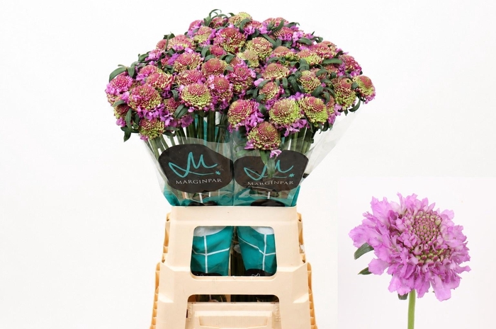 <h4>SCAB AT BB SCOOP UBE</h4>