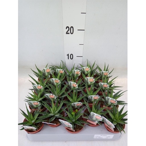 Haworthia fasciata 'Big Band'