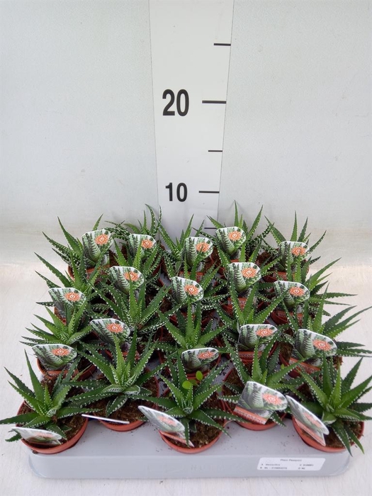 <h4>Haworthia fasciata 'Big Band'</h4>