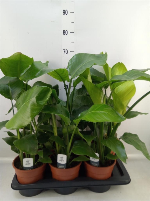 <h4>Strelitzia nicolai</h4>