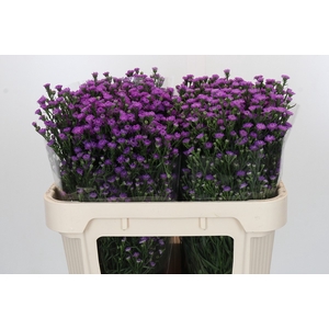 Aster Baby Pink