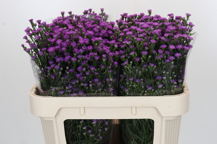 <h4>Aster Baby Pink</h4>