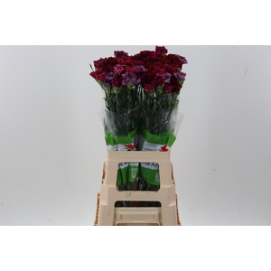 Di St Rainbow Vintage