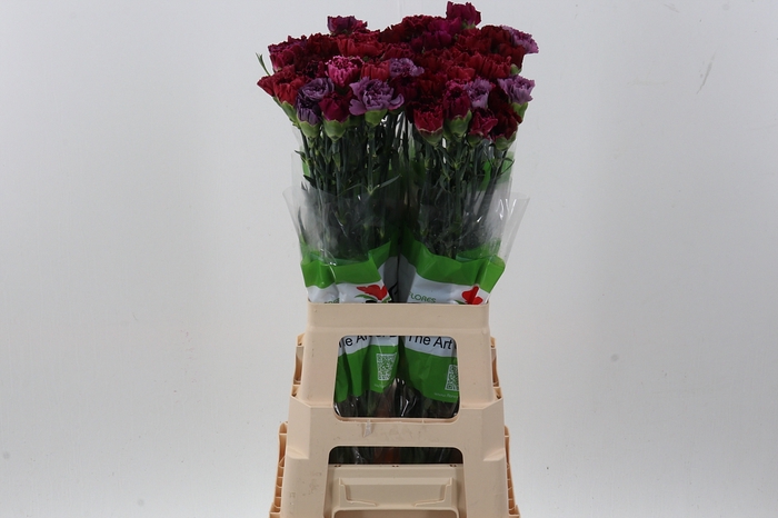 <h4>Di St Rainbow Vintage</h4>