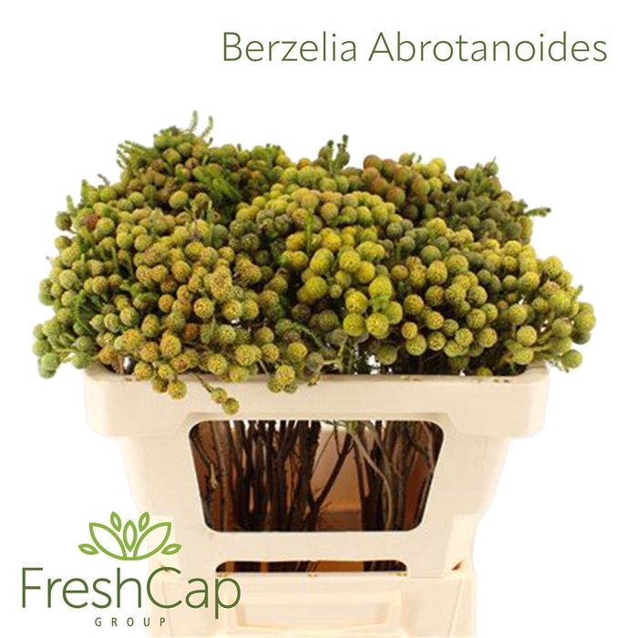 <h4>Berzelia Super</h4>