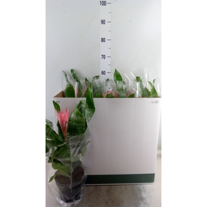 Aechmea fasciata 'Primera'
