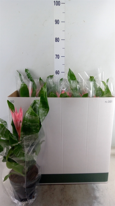 <h4>Aechmea fasciata 'Primera'</h4>
