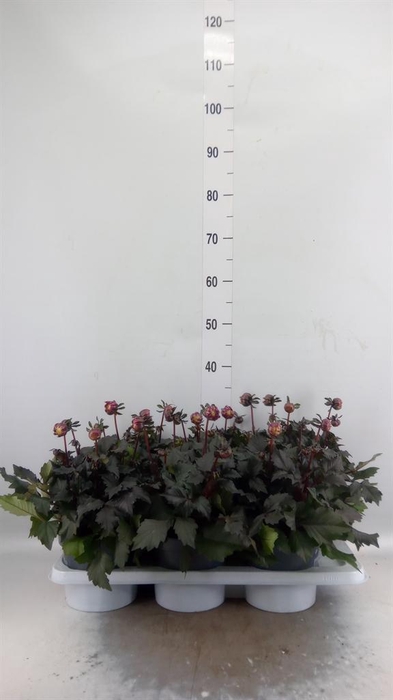 <h4>Dahlia 'Gardenetta dark Lavender'</h4>