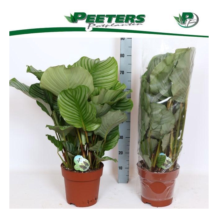 <h4>CALAT ORBIFOLIA</h4>