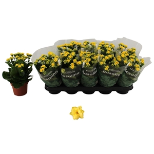 KAL GE AMARILLO YELL