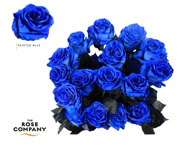 <h4>Rosa Ec Painted Blue</h4>