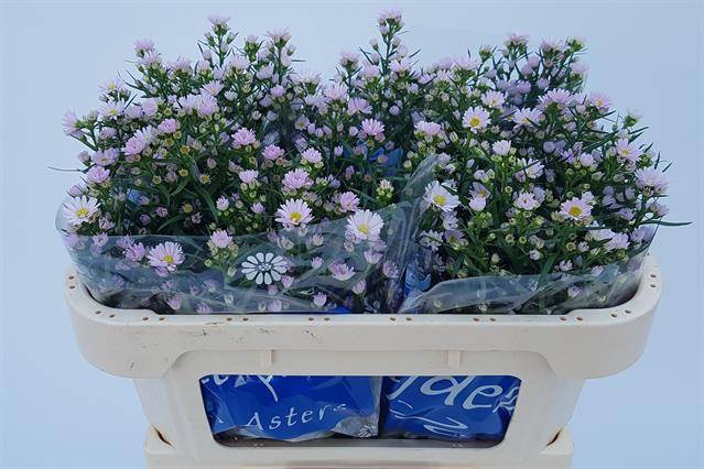 <h4>Aster Claudia</h4>