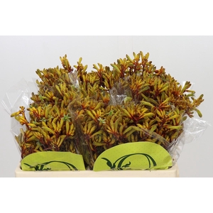 Anigozanthos Orange Velvet