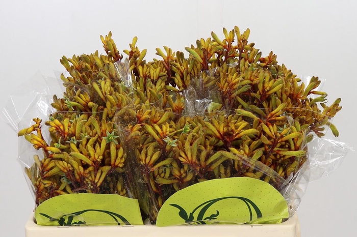 <h4>Anigozanthos Orange Velvet</h4>