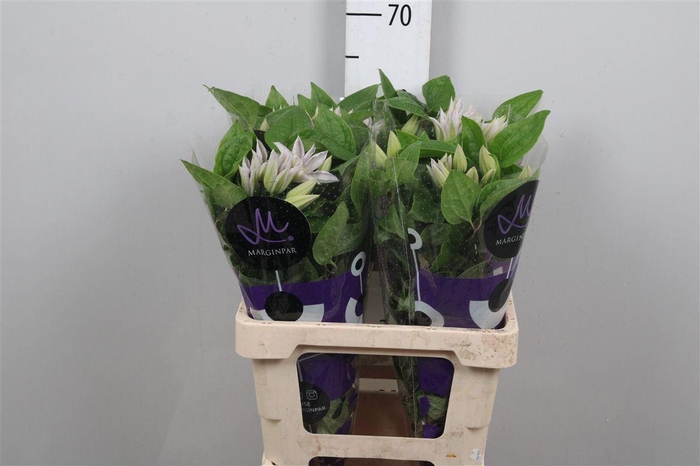 <h4>Clem Amazing Vienna</h4>